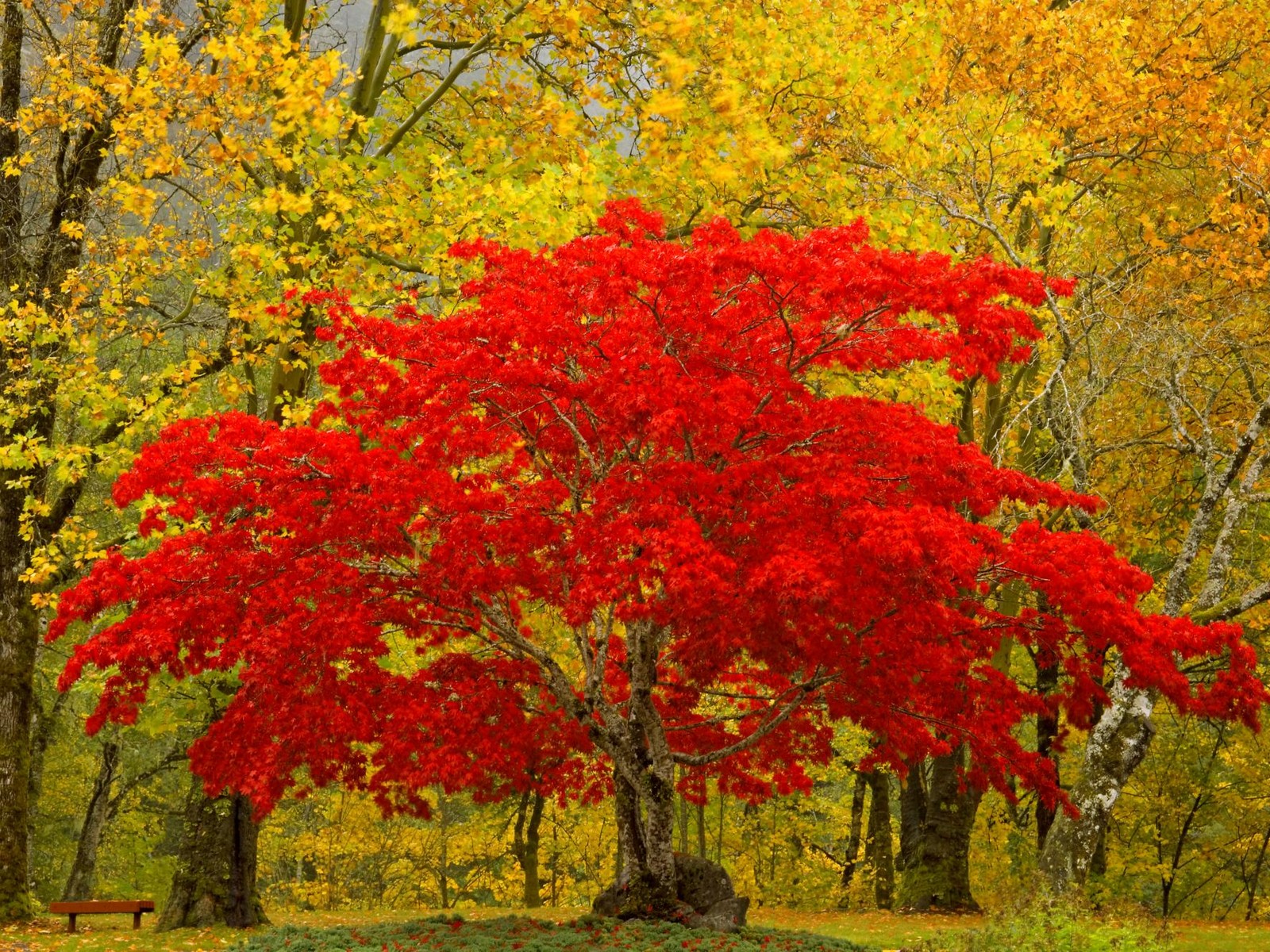 Fall Colors Newhalem, Washington